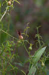 Panhandle meadowbeauty